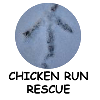 Chicken Run Rescue