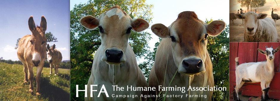 HFA (The Humane Farming Association)