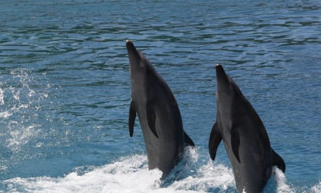 Calling for a Ban on Captive Dolphin Breeding at Sea World