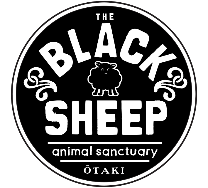 The Black Sheep Animal Sanctuary