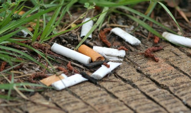 Cigarette Butts in Soil Hamper Plant Growth, Study Suggests