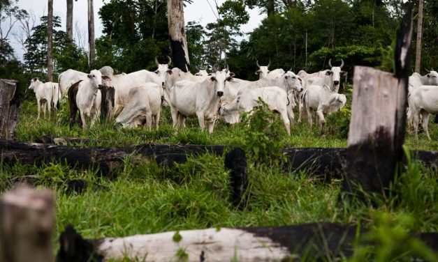 Revealed: How the Global Beef Trade Is Destroying the Amazon