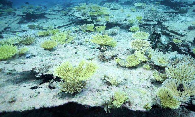Double Heatwave Killed Two-Thirds of Coral in Central Indian Ocean