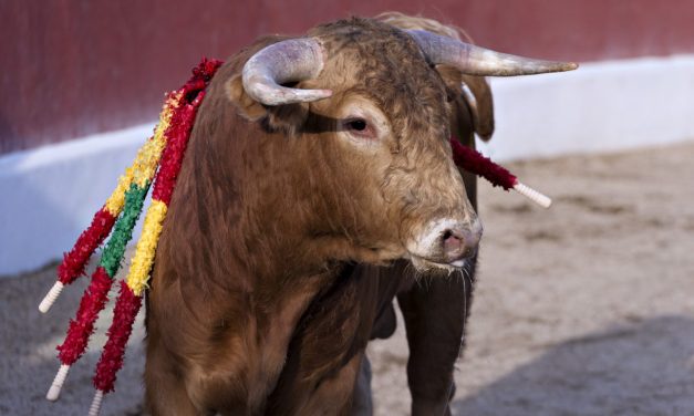Spain’s Cruel Bullfights Have No Place in the 21st Century