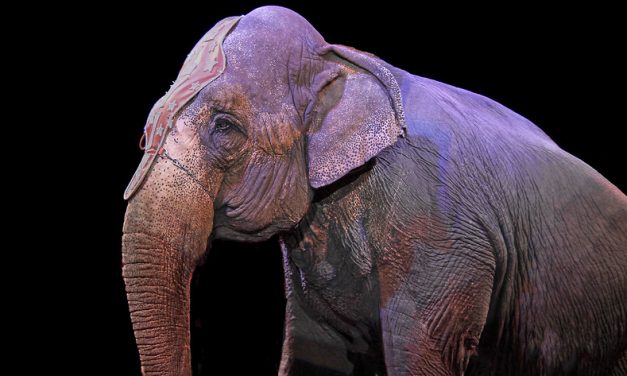 UK Finally Bans Wild Animal Circuses After 20 Years of Protests