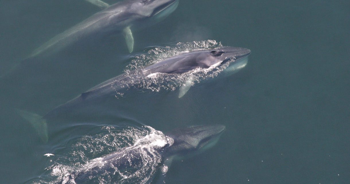 Good News From Iceland: No Whaling This Season