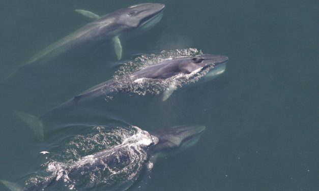 Good News From Iceland: No Whaling This Season