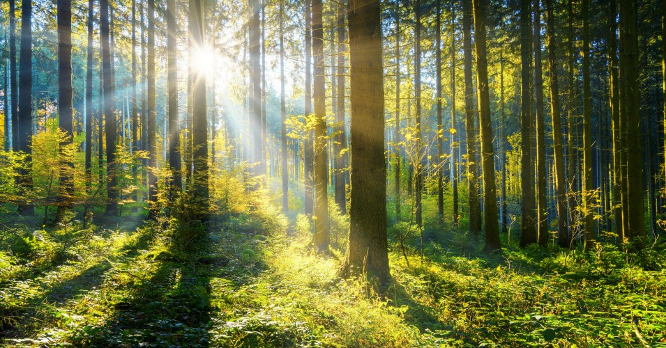 Global Effort to Plant a Trillion Trees ‘Overwhelmingly’ Among Most Effective—and Cheapest—Solutions to Climate Emergency: Study