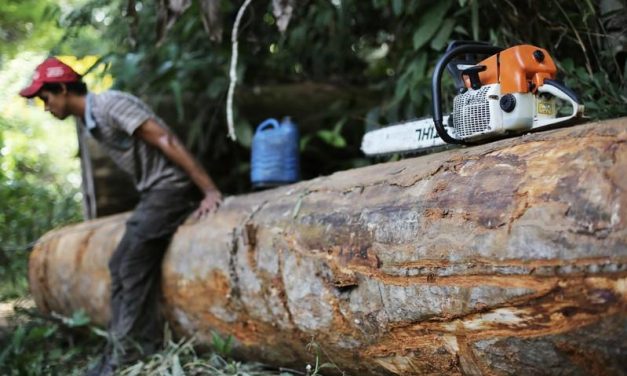 Brazil Deforestation Exceeds 88% in June Under Bolsonaro