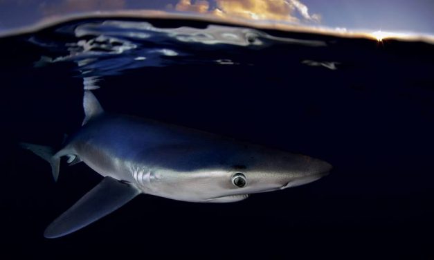 Sharks Under Attack: These Animals Are Overfished and Underprotected