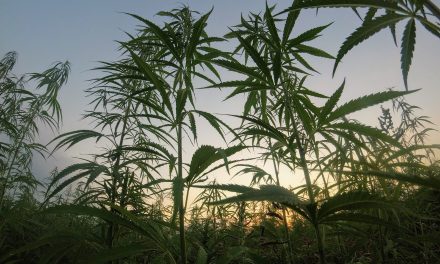 The Hemp Revival: An Ecological Alternative with Many Commercial Uses