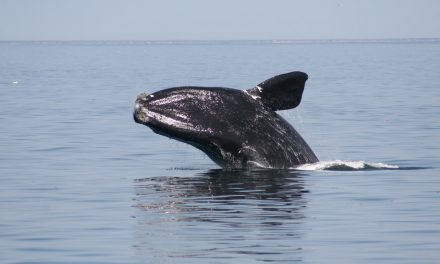 What Would You Say to the Remaining Few North Atlantic Right Whales?