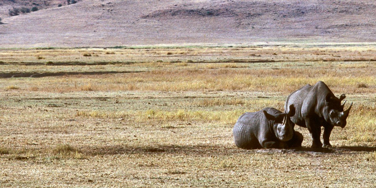 Rhino Population Surges 1,000% in Tanzania Following Poaching Crackdown