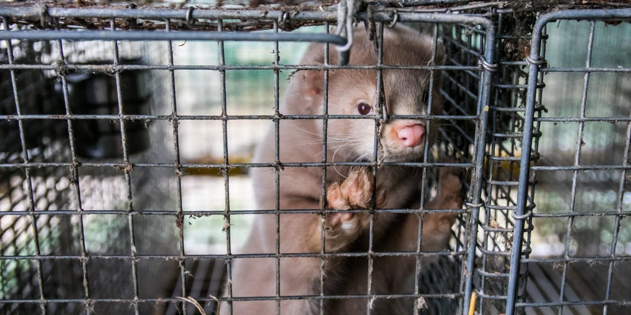 Ireland Will Ban Fur Farms, Saving Thousands of Minks!