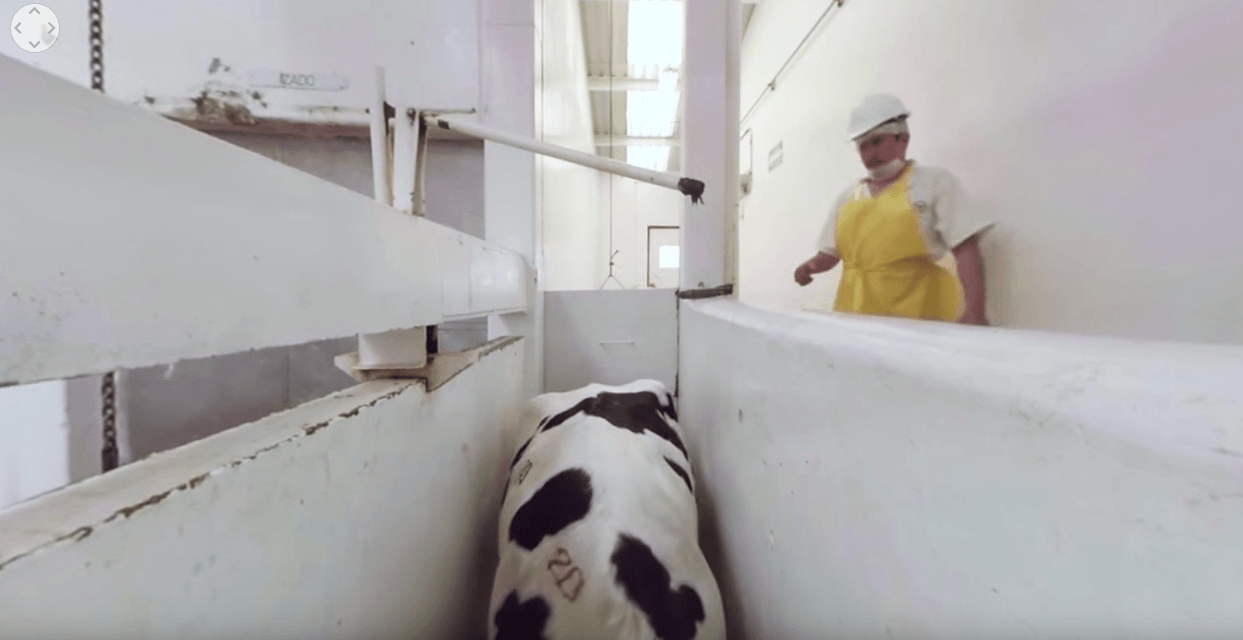 Opinion: How New VR Experience Can Create Empathy for Farmed Animals