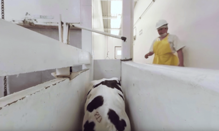 Opinion: How New VR Experience Can Create Empathy for Farmed Animals
