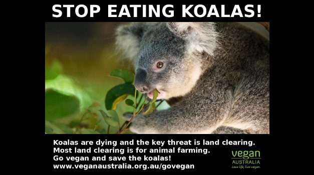 Animal Agriculture Is Major Threat to Koalas