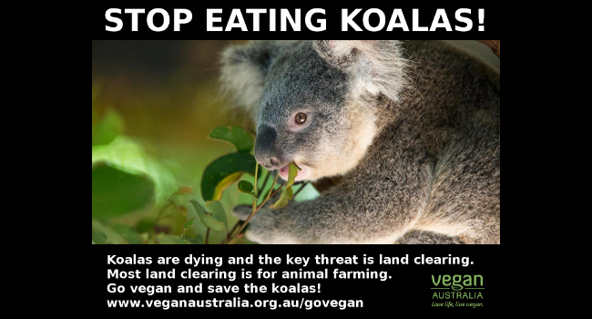 Animal Agriculture Is Major Threat to Koalas