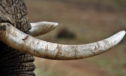 Australia Will Ban Domestic Trade of Ivory and Rhino Horns in Massive Win for Biodiversity