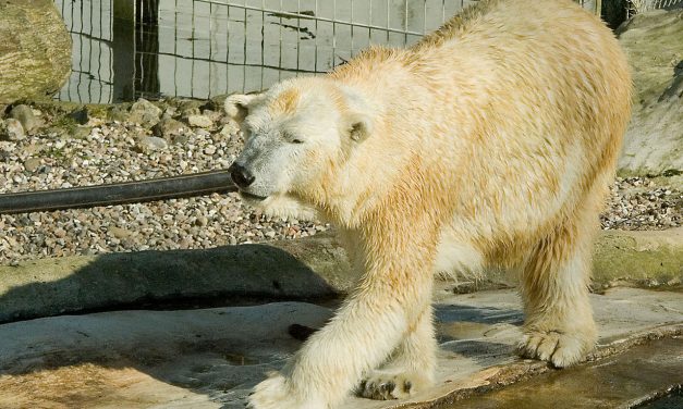 What Keeping Polar Bears in Zoos and Aquariums Does to These Animals Will Shock You