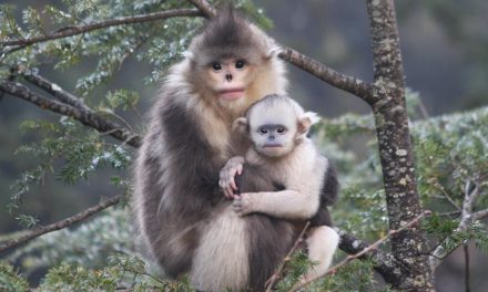 Is Science Failing the World’s Primates?