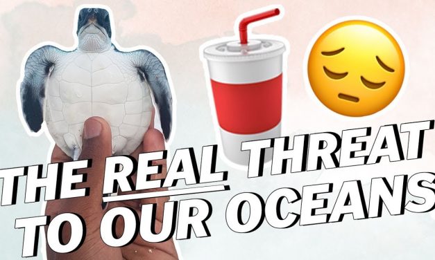 Plastic? What’s Really Killing Our Oceans?