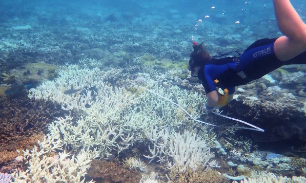 Great Barrier Reef Suffers Third Mass Coral Bleaching Event in Five Years