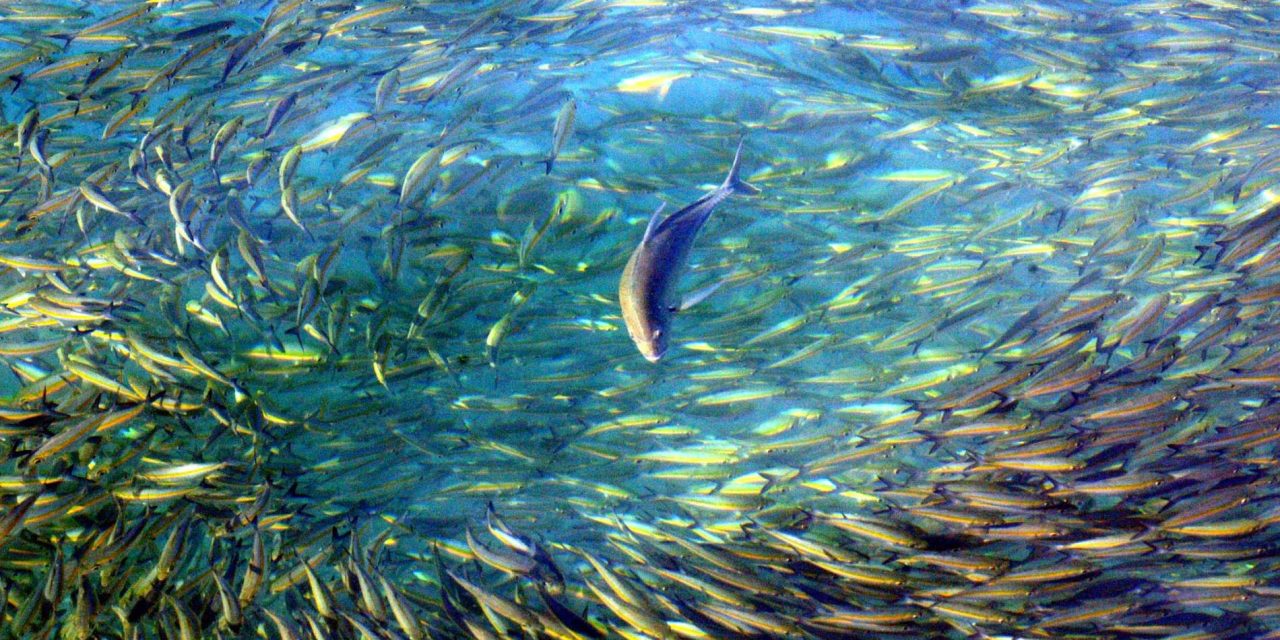 Rising CO2 in the Ocean Will Make Fish ‘Intoxicated,’ Scientists Predict