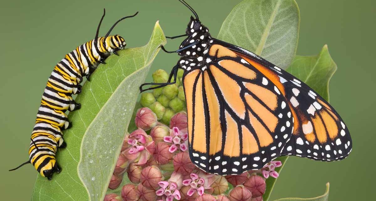 Ode to the Monarch Butterfly