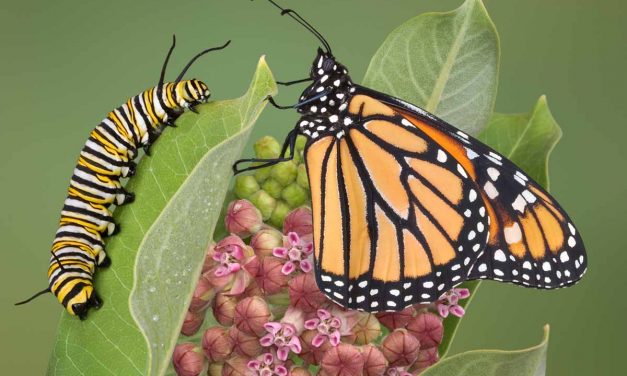 Ode to the Monarch Butterfly