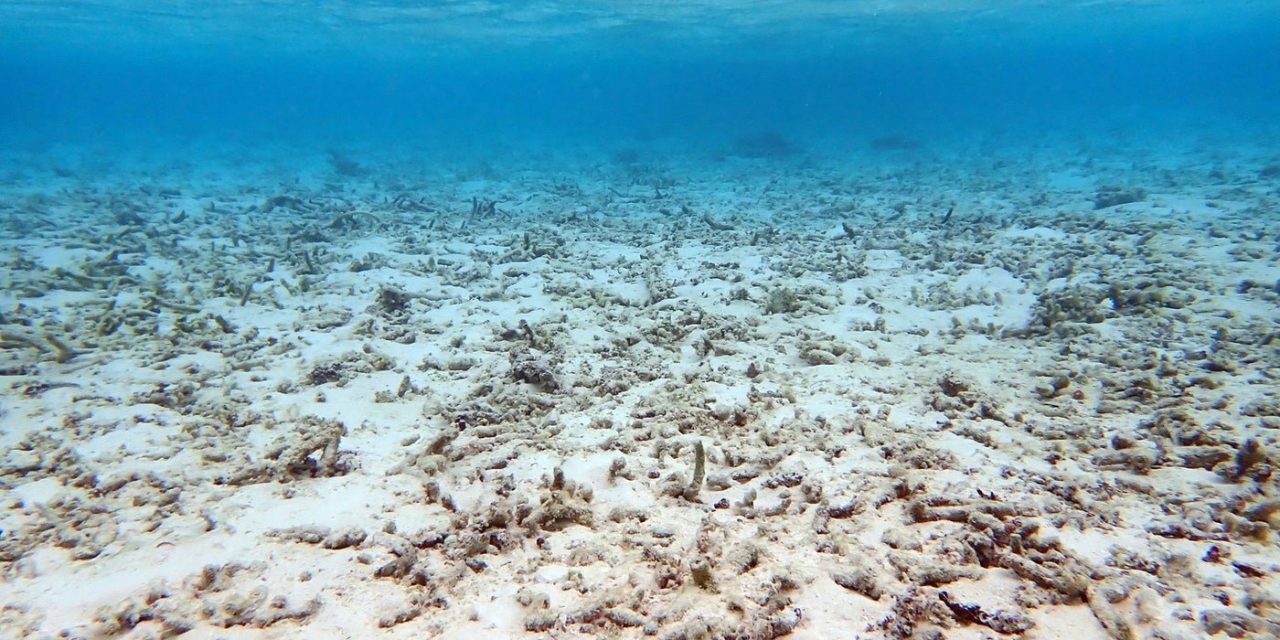 The Coming Ecosystem Collapse Is Already Here for Coral