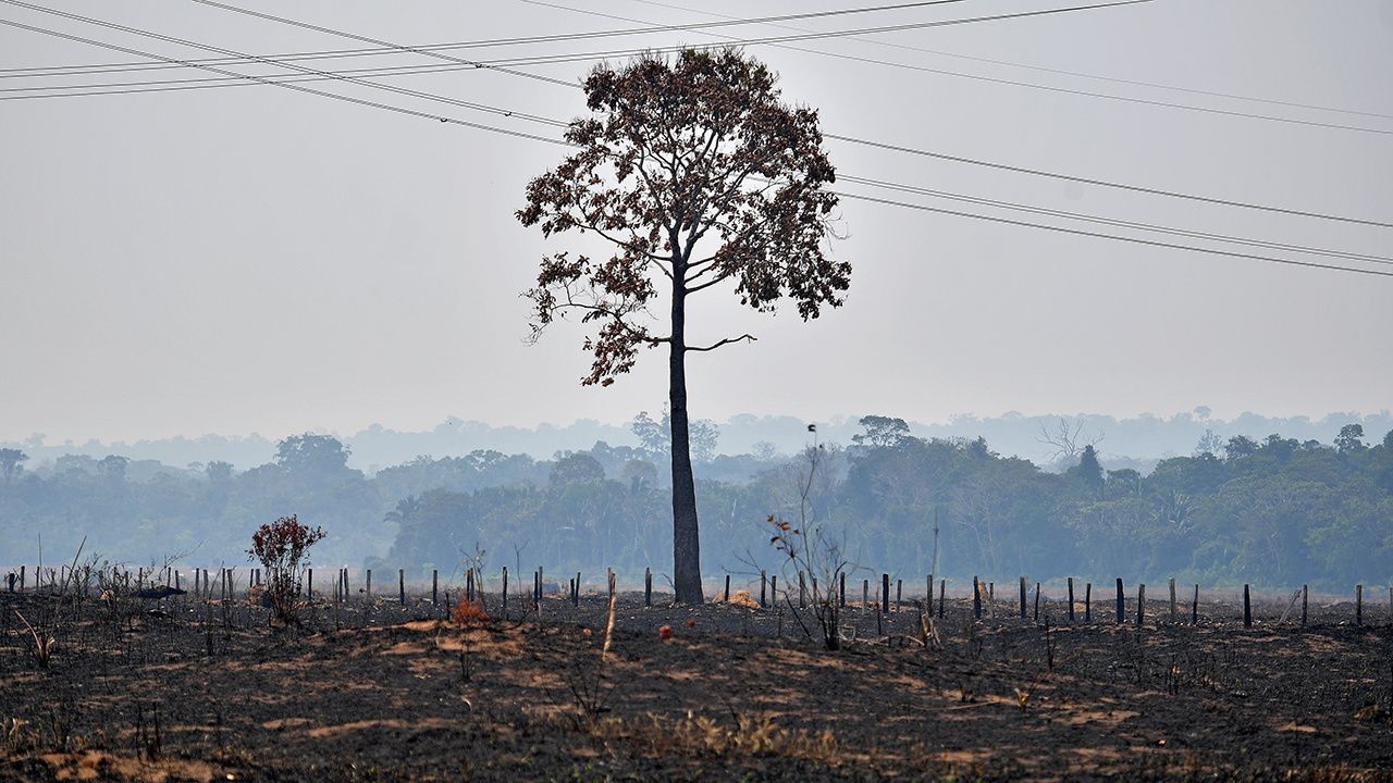 Amazon Rainforest Hit By Killer Droughts