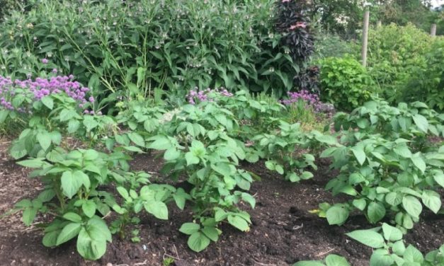 How to Make a Veganic No-Dig Garden