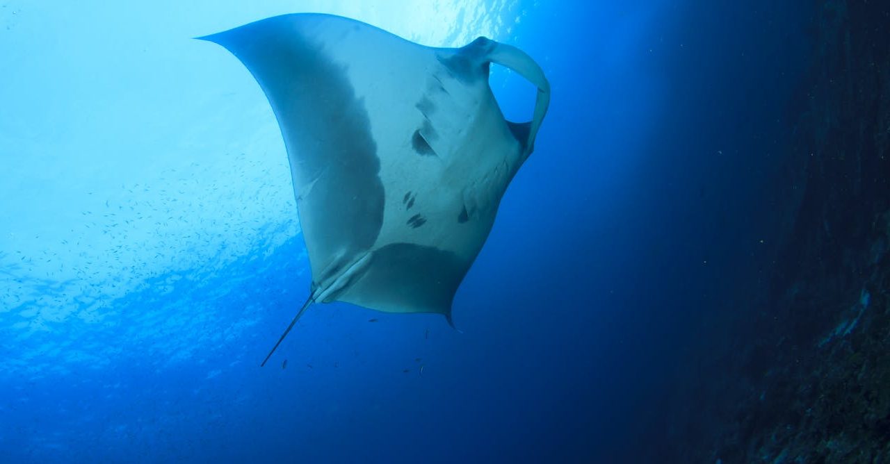 Oceanic Sharks and Rays Have Declined by 71% Since 1970 – A Global Solution Is Needed