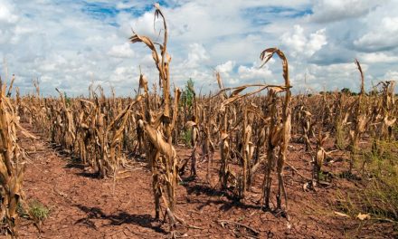 Drought Clobbers the World