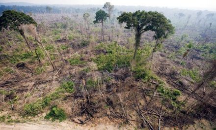 The Dreaded Rainforest Shift