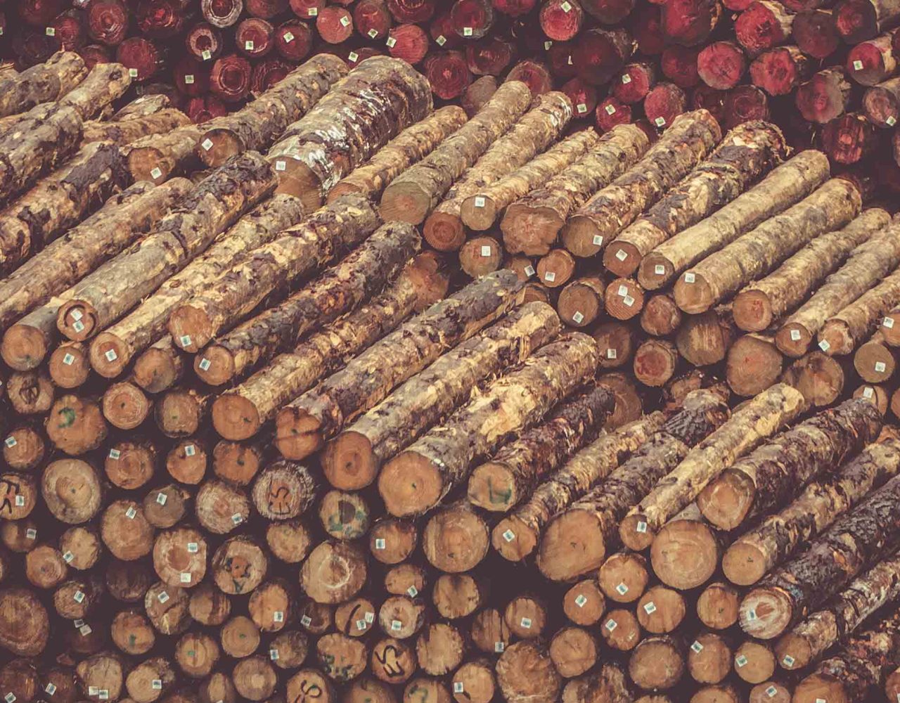 The Woody Biomass Blunder