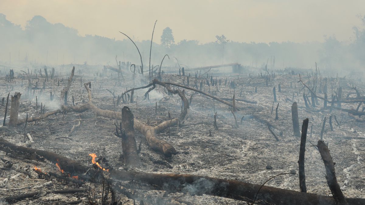 Burned-out Forests Are Not Re-Growing