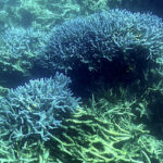 The Great Barrier Reef on Life Support