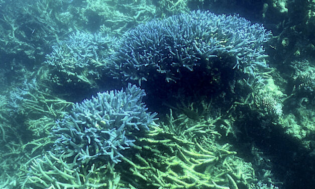 The Great Barrier Reef on Life Support